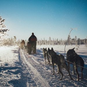 Traîneau à chiens, Laponie, Finlande, village du Père Noël